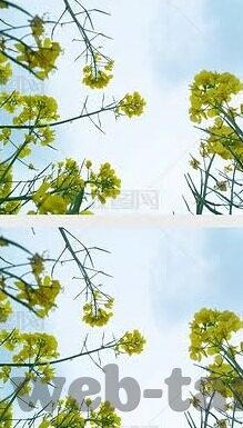 麻豆传媒女成员介绍-麻豆传媒女成员风采录——解码多元魅力，透视角色背后的故事